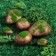Moss Artificial "Stones", set of 6 pcs., Greengo