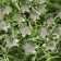 Garland “thread” 4.5 m with nozzles “flowers”, IP44, dark thread, 30 LED, glow of multi, 2 modes, solar battery