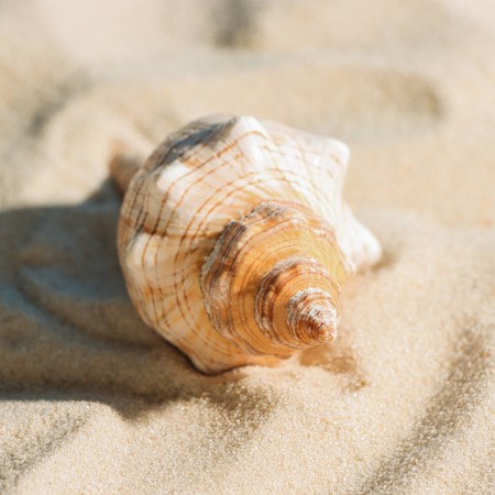 Decorative shell, 8-11 cm-2