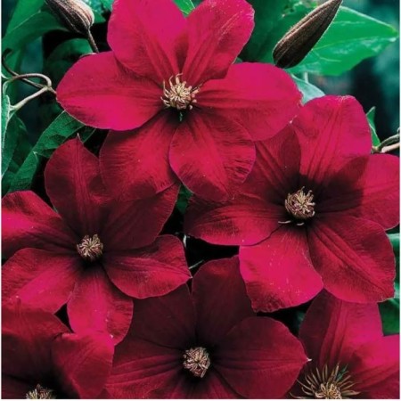 Clematis Large-flowered Ruzh Cardinal, C2 pot, H20-40, 1 pc, summer 2024
