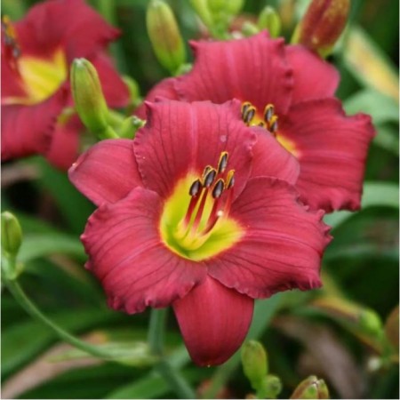 Lilenik hybrid sorry m, pot C2, 1 pc, summer 2024