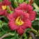 Lilenik hybrid sorry m, pot C2, 1 pc, summer 2024