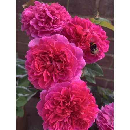 Seedling rose English park "Gabriel OUK", tube, 1 pc, spring 2025
