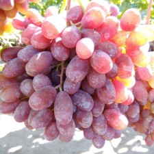 Grape seeder 