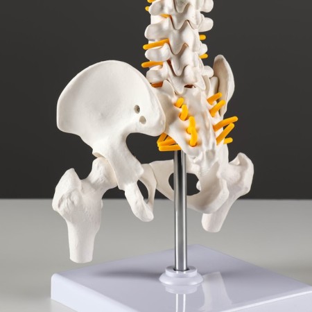 Ladmer's model "Human spine" 44*12cm-3