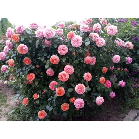 Rose Park Chippendale, C3.5 pot, H25-45 Height, 1 pc, summer 2024