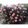 Rose Park Chippendale, C3.5 pot, H25-45 Height, 1 pc, summer 2024