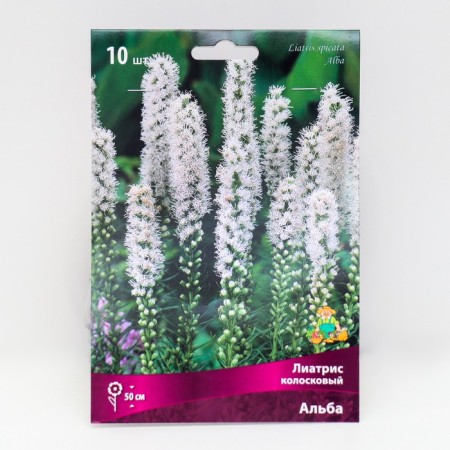 Liatris Koloskoy Alba, 10 pcs, rr 8/10, spring 2025
