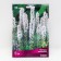 Liatris Koloskoy Alba, 10 pcs, rr 8/10, spring 2025
