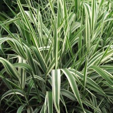 Falyaris reed pictu, C2 pot, H10-50 height, 1 pc, summer 2024