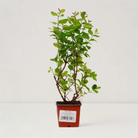 Dorenboza Snowman Snowman "Magical Pink Carpet", P9 pot, summer 2024-2