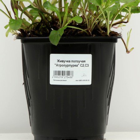 Tousing creeping "Atropurpurea", pot C2, 1 pc, Spring 2024-3
