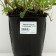 Tousing creeping "Atropurpurea", pot C2, 1 pc, Spring 2024