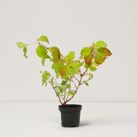 Seedling of a blood-red wood "Winter Beauty", P9 pot, summer 2024-1