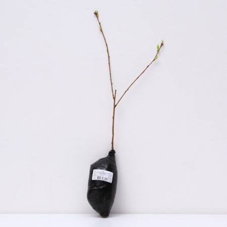 Sakura (decorative cherry) "Tsrodori", 1 pc, tube, spring 2025-2