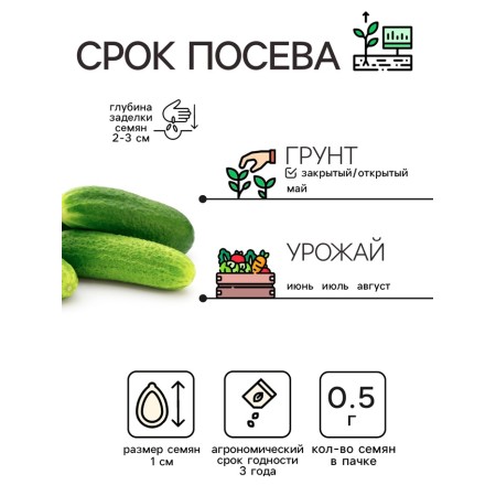 Seeds of cucumber "Nezhinsky", 0.5 g-1