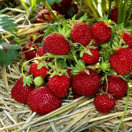 Strawberries Garden MiZ (Kiti) Schindler, P9 pot, 1 pc, summer 2024