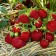 Strawberries Garden MiZ (Kiti) Schindler, P9 pot, 1 pc, summer 2024