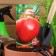 Seed Tomat "Bull Heart Red", 20 pcs