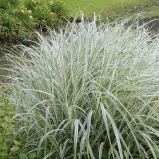Falyaris reed 