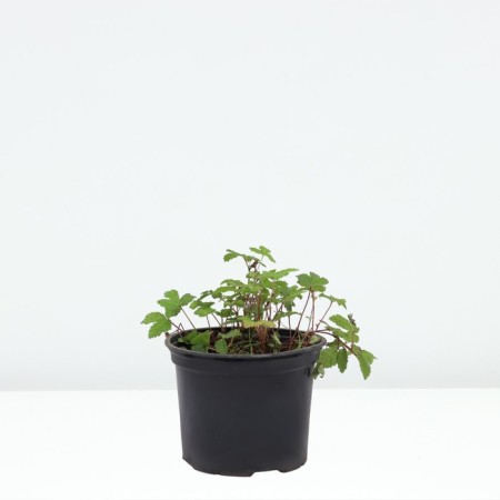 Princess, s2 pot, n5-10 height, 1 pc, summer 2024-1