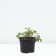 Princess, s2 pot, n5-10 height, 1 pc, summer 2024