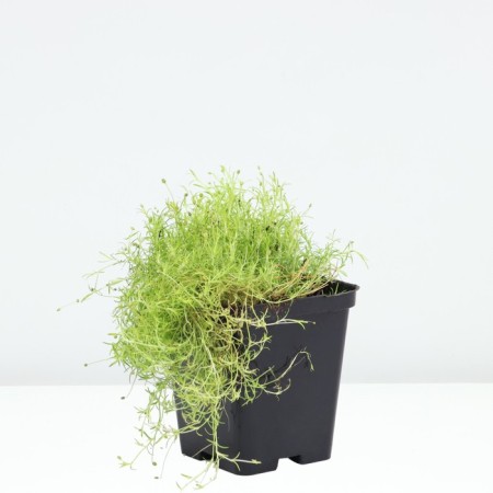 Mshanka Shilleid Aurea (Lime Moss), P9 Pot, 1 pc, summer 2024-1