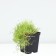 Mshanka Shilleid Aurea (Lime Moss), P9 Pot, 1 pc, summer 2024