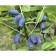 Honeysuckle edible violet, C2 pot, H20-40 Height, 1 pc, summer 2024