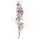 Dry flowers “Molchy Mile”, 25 g, length - 70 cm, pink color