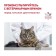Dry food RC Renal RF 23 FELINE for cats with renal failure, 2 kg