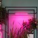 Lamp for plants LED linear, 540 mm Uniel, 10 W, LED, IP65, Color transparent