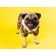 Combiason for dogs, demi -season with a lining, size L (DS 32, OG 48 cm), camouflage