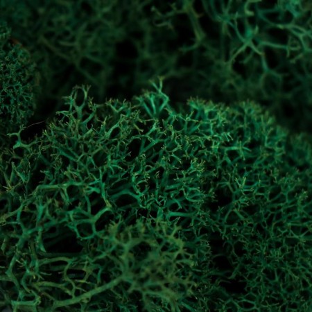Moss stabilized "gray green" 45 grams (+-5 gr)-1