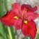 Iris Luisian Anne Choning, Rr. I, 1 pc, spring 2025