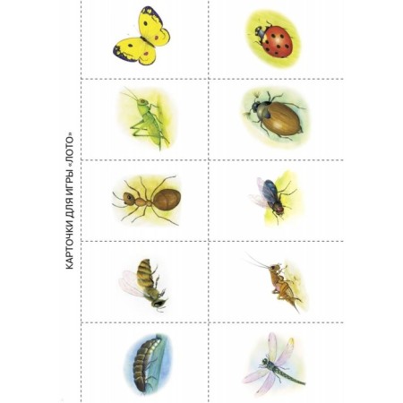 Insects. Mavrina L.-3