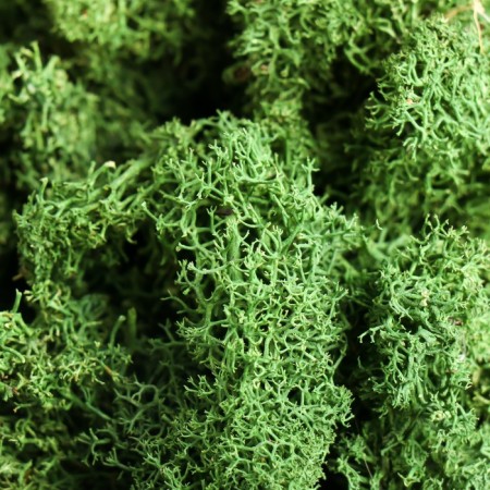 Moss Yagel stabilized, premium, "natural green" 1000 gr.-2