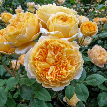 Seedling Rosa Beatrice, English, pot 2 l., Summer 2024