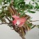Birds for decor and floristry, on clothespin, mix, plastic, 1pcs, 8 x 8 cm