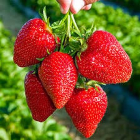 Frigo Charlotte Strawberry seedlings (Charlotte) a (9-15 mm), 5 pcs