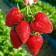 Frigo Charlotte Strawberry seedlings (Charlotte) a (9-15 mm), 5 pcs