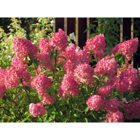 Hydrangea blizzard frees Melba, C3 pot, H10-50 height, 1 pc, summer 2024