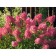 Hydrangea blizzard frees Melba, C3 pot, H10-50 height, 1 pc, summer 2024