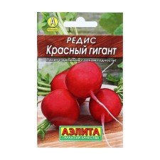 Seeds Radis 