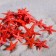 A set of natural sea stars, 1.5-2 cm, 20 pcs, red