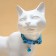 Koshachi collar "Leopard", with a tambourine, 30 x 1 cm, polyester, blue