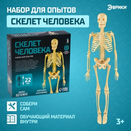 Set for experiments "Human Skeleton"
