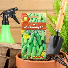 Seeds of cucumber 