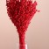 A set of dried flowers "sorgho", banch 3-5 pcs, length 60 (+/- 6 cm), red