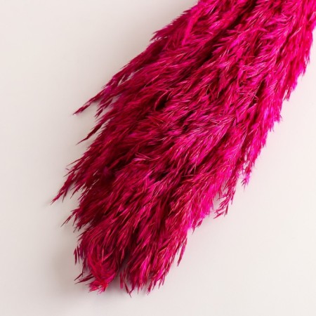 Set of dried flowers "reed", banch length 65 (+/- 6 cm), fuchsia-2